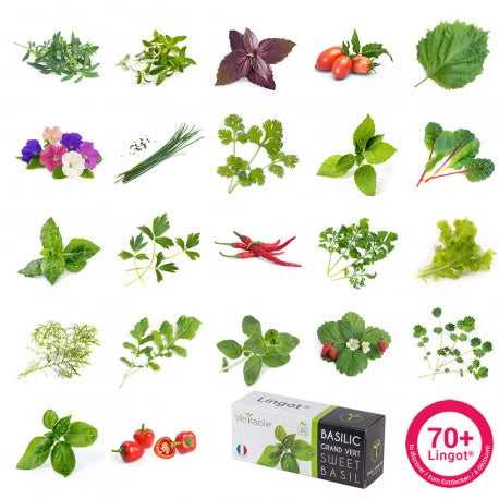 Veritable Lingot | Choice of Varieties